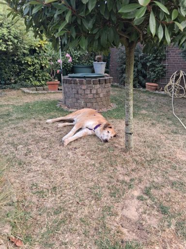Peppe 18.07.2026