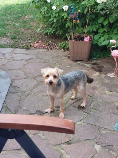 Willi 03.08.2024