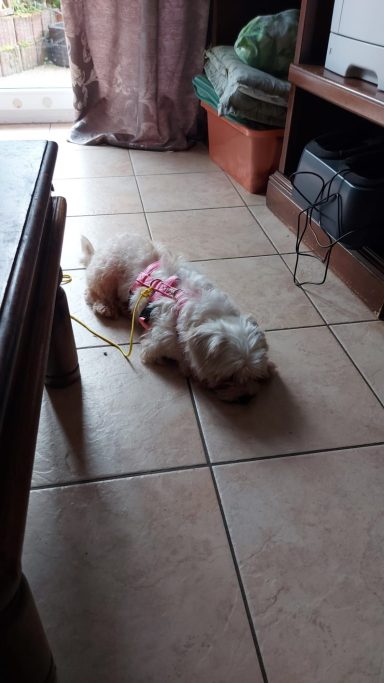 Bella 07.06.2025